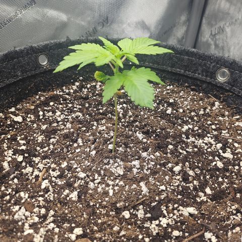 Blueberry Pancakes 2 growlog timeline photo
