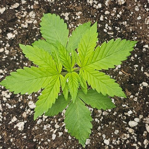 Blueberry Pancakes 2 growlog timeline photo