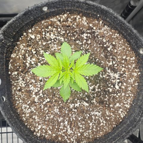 Blueberry Pancakes 2 growlog timeline photo