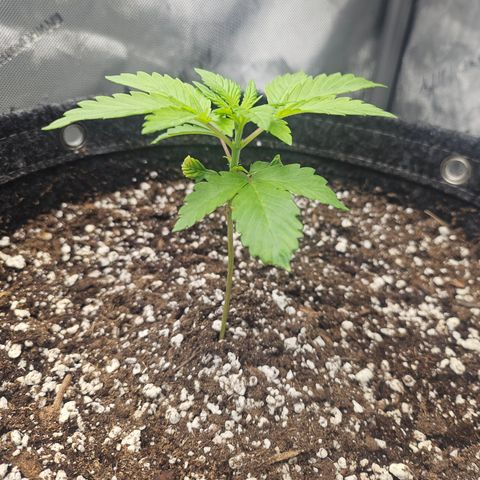 Blueberry Pancakes 2 growlog timeline photo