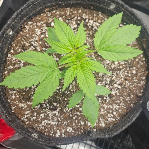 Blueberry Pancakes growlog timeline photo