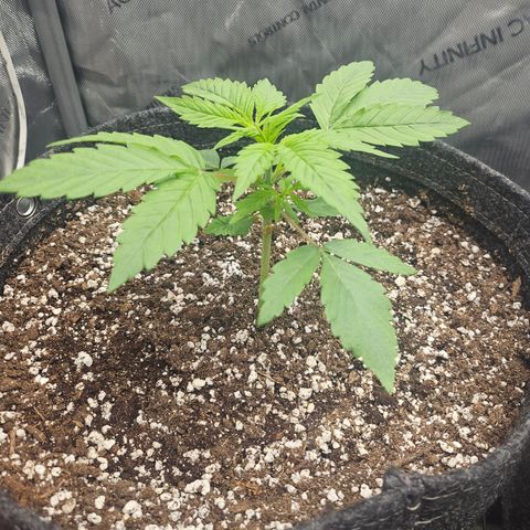 Blueberry Pancakes growlog timeline photo