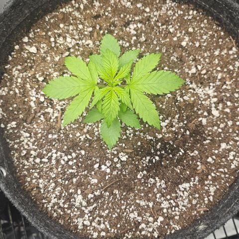 Blueberry Pancakes 2 growlog timeline photo