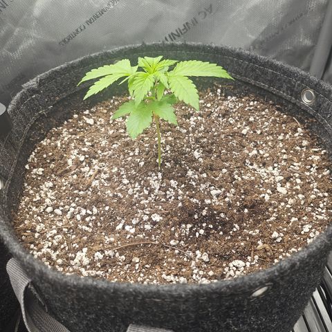 Blueberry Pancakes 2 growlog timeline photo