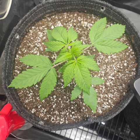 Blueberry Pancakes growlog timeline photo