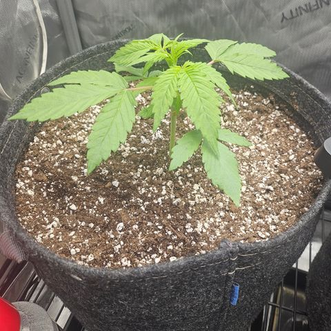 Blueberry Pancakes growlog timeline photo