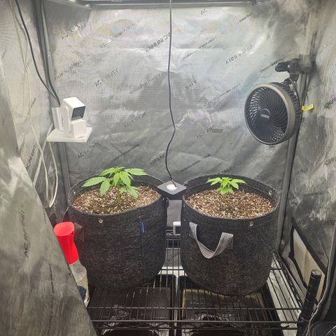 Blueberry Pancakes growlog timeline photo