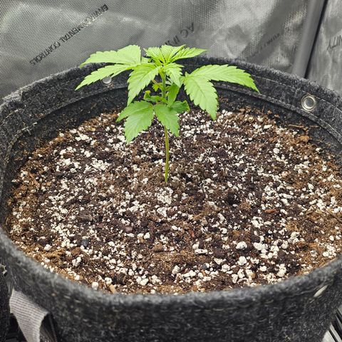 Blueberry Pancakes 2 growlog timeline photo
