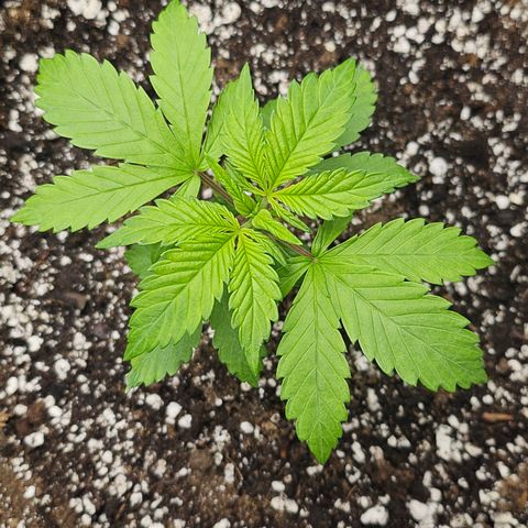 Blueberry Pancakes 2 growlog timeline photo