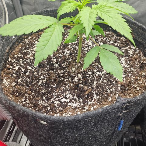 Blueberry Pancakes growlog timeline photo