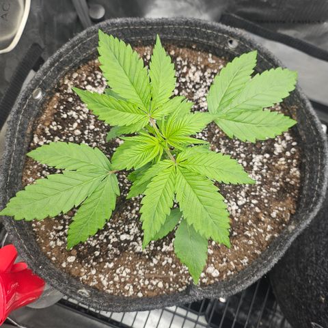 Blueberry Pancakes growlog timeline photo