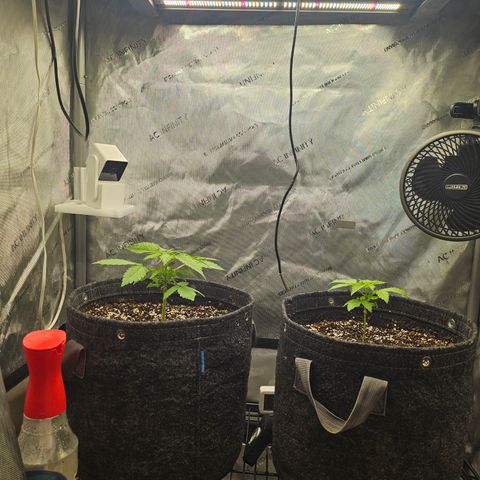 Blueberry Pancakes growlog timeline photo