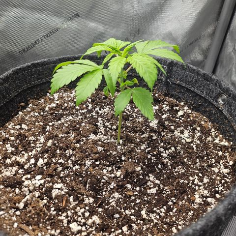 Blueberry Pancakes 2 growlog timeline photo