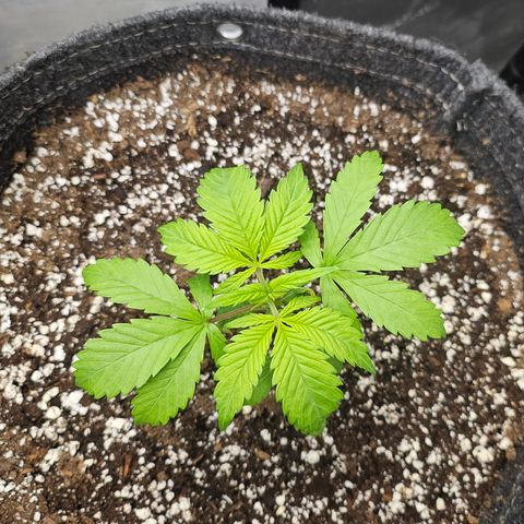 Blueberry Pancakes 2 growlog timeline photo