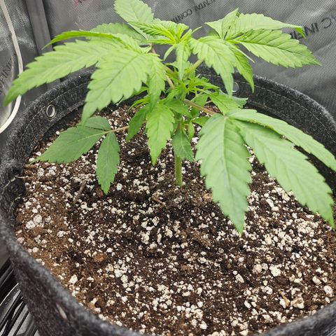 Blueberry Pancakes growlog timeline photo