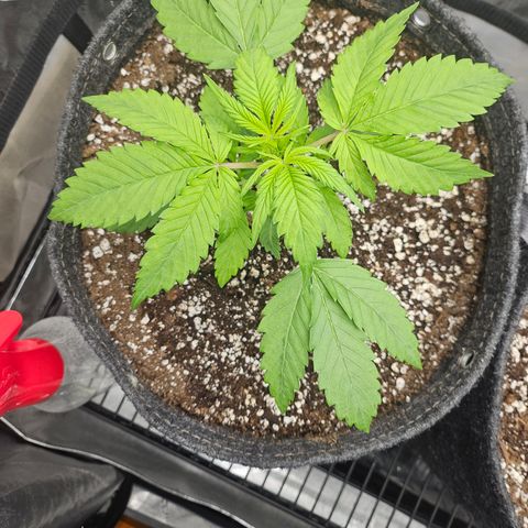 Blueberry Pancakes growlog timeline photo