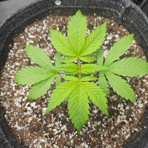 Blueberry Pancakes 2 growlog timeline photo