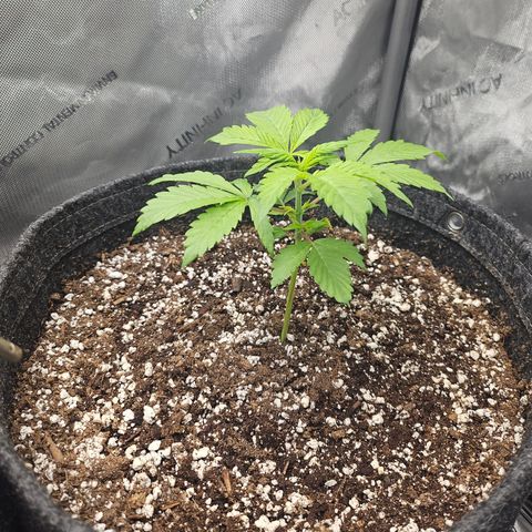 Blueberry Pancakes 2 growlog timeline photo