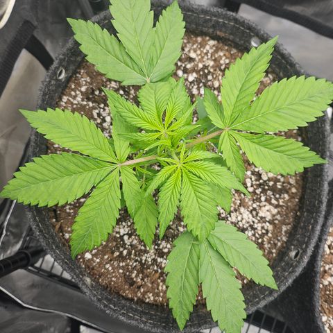 Blueberry Pancakes growlog timeline photo