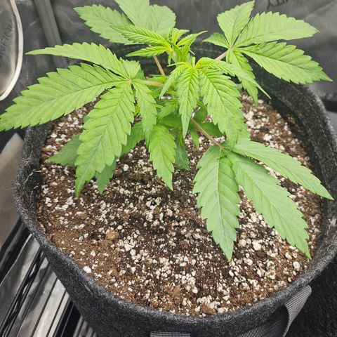 Blueberry Pancakes growlog timeline photo