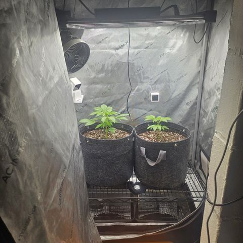 Blueberry Pancakes growlog timeline photo