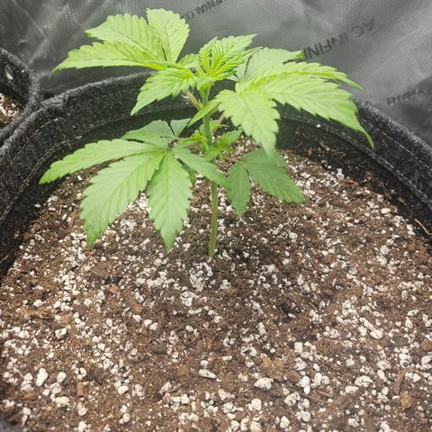 Blueberry Pancakes 2 growlog timeline photo