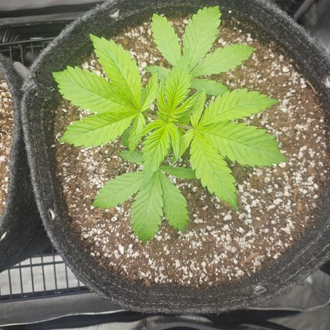 Blueberry Pancakes 2 growlog timeline photo