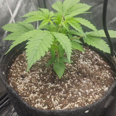 Blueberry Pancakes growlog timeline photo