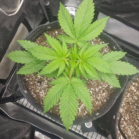 Blueberry Pancakes growlog timeline photo