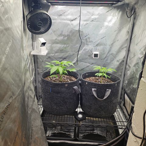 Blueberry Pancakes growlog timeline photo