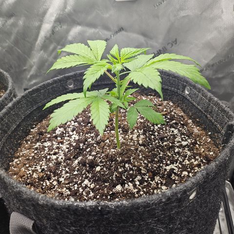 Blueberry Pancakes 2 growlog timeline photo