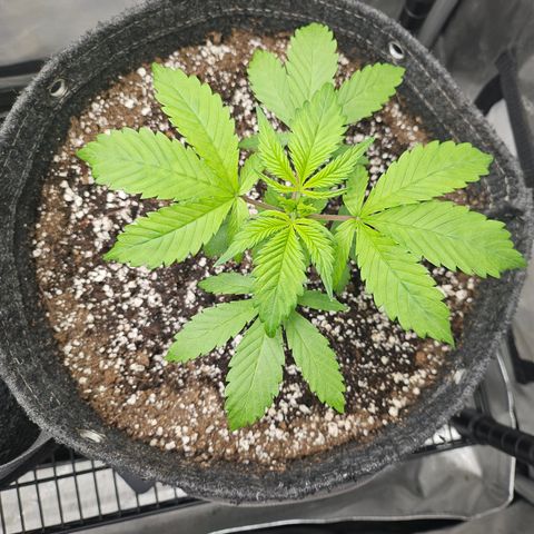 Blueberry Pancakes 2 growlog timeline photo