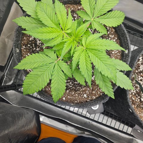 Blueberry Pancakes growlog timeline photo