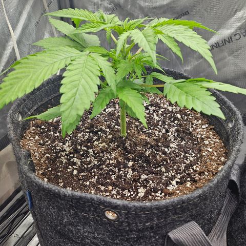 Blueberry Pancakes growlog timeline photo