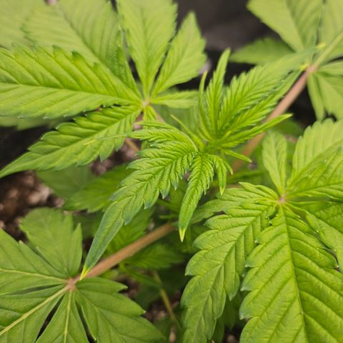 Blueberry Pancakes growlog timeline photo