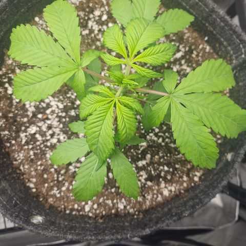 Blueberry Pancakes 2 growlog timeline photo