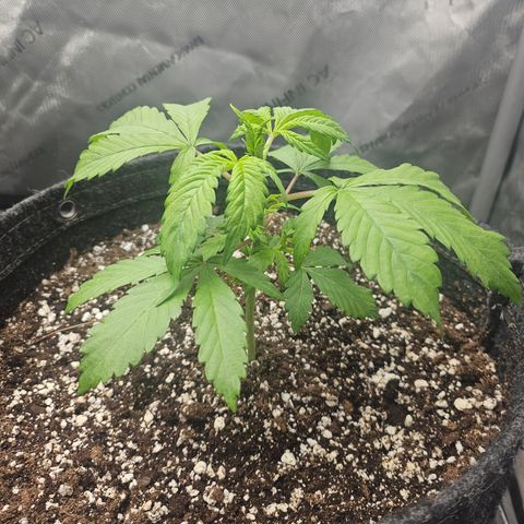 Blueberry Pancakes 2 growlog timeline photo