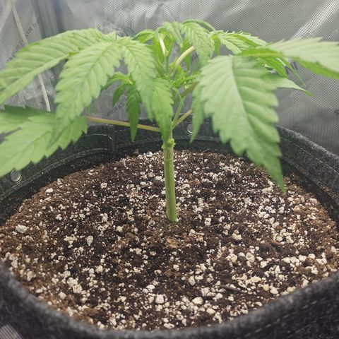 Blueberry Pancakes growlog timeline photo