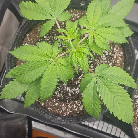 Blueberry Pancakes growlog timeline photo