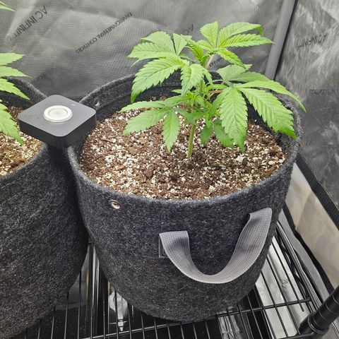 Blueberry Pancakes 2 growlog timeline photo