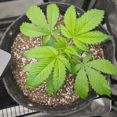 Blueberry Pancakes 2 growlog timeline photo