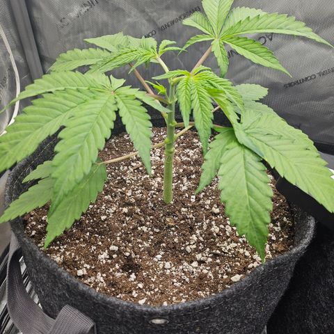 Blueberry Pancakes growlog timeline photo