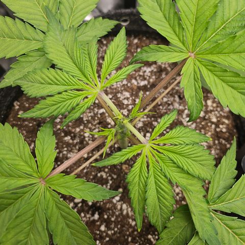 Blueberry Pancakes growlog timeline photo