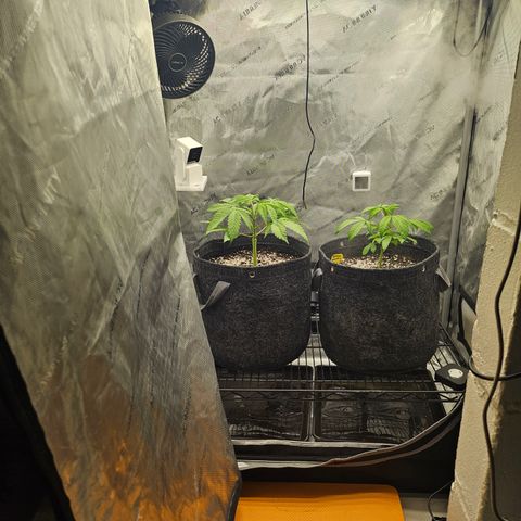 Blueberry Pancakes growlog timeline photo