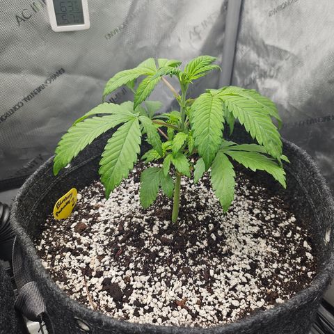 Blueberry Pancakes 2 growlog timeline photo