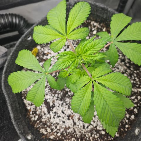 Blueberry Pancakes 2 growlog timeline photo