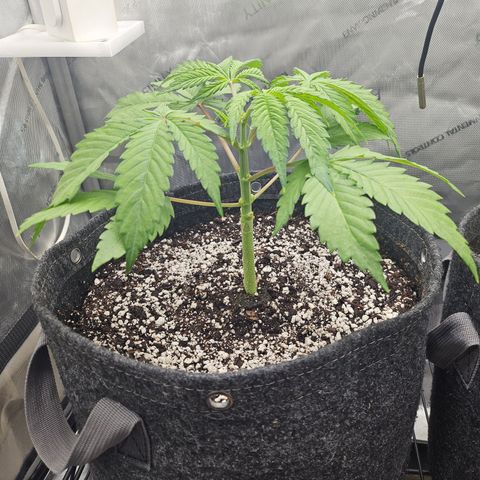 Blueberry Pancakes growlog timeline photo