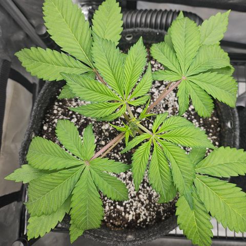 Blueberry Pancakes growlog timeline photo