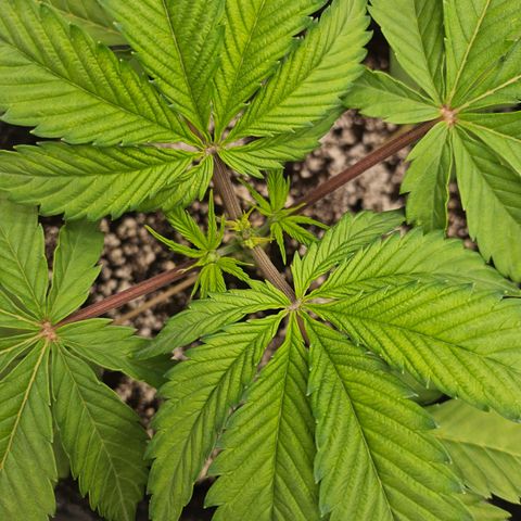 Blueberry Pancakes growlog timeline photo