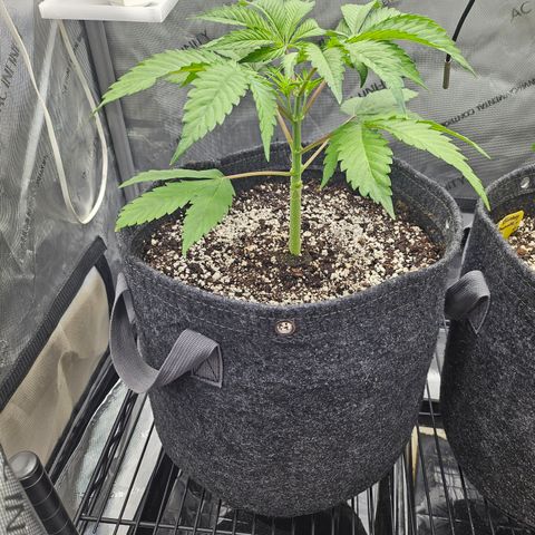 Blueberry Pancakes growlog timeline photo